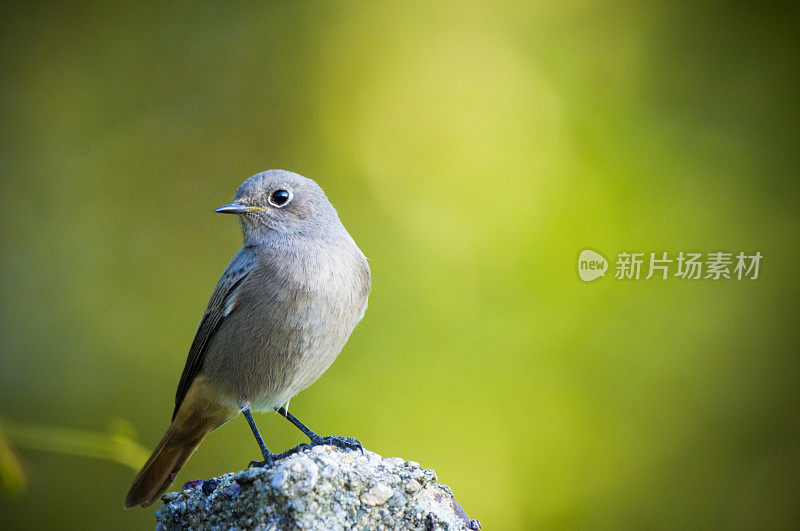 红start with green background